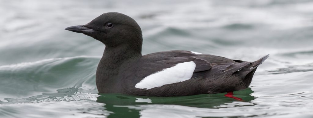 Black Guillemot