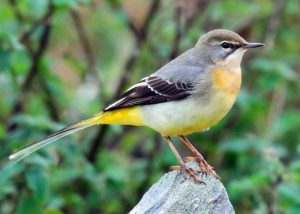 Grey Wagtail