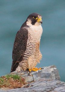 Peregrine Falcon