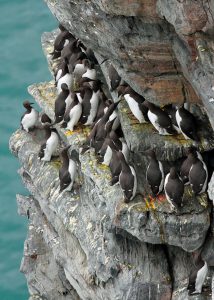 Common Guillemots