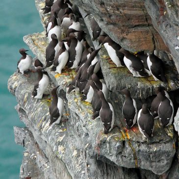 Manx BirdLife seabird census finds worrying declines