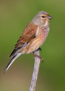 Common Linnet