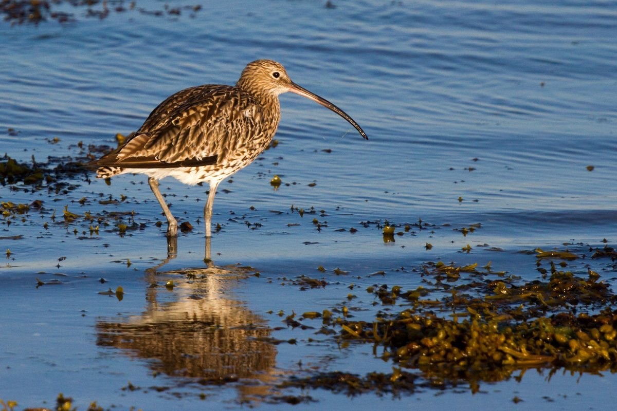 Curlew (Neil G Morris)