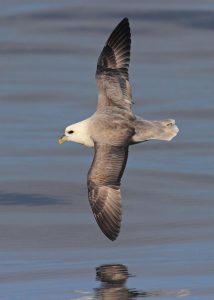 Northern Fulmar