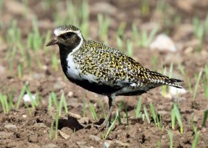 Golden Plover