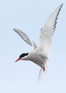 Arctic Tern