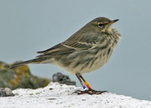 Rock Pipit