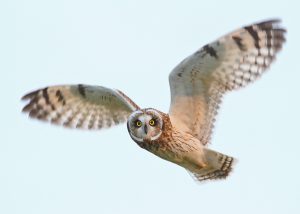 Short-eared Owl (Neil G Morris)