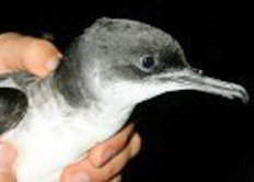 Manx Shearwater