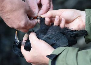 Red-billed Chough