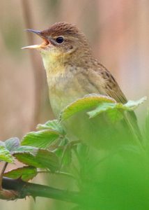 Grasshopper Warbler (Neil G Morris)