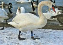 Mute Swan