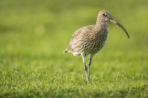 Curlew: declining rapidly (Neil Morris)