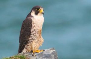 Peregrine: still a regular sight (Neil Morris)