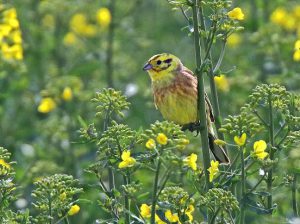 Yellowhammer (Neil Morris)