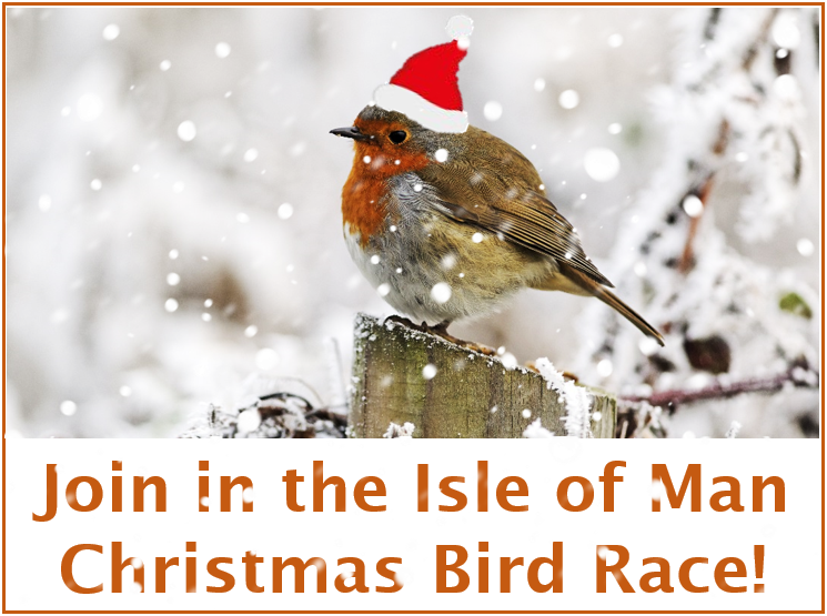 Join in the Christmas Bird Race