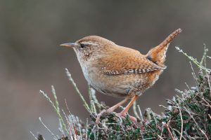 Wren