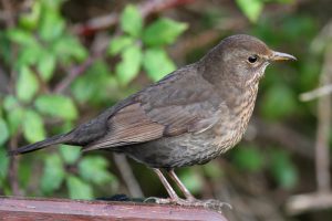 Female Blackbird