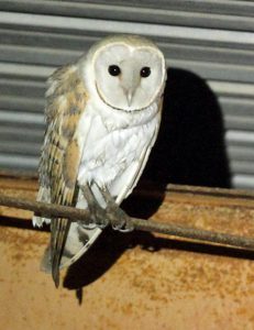 Barn Owl