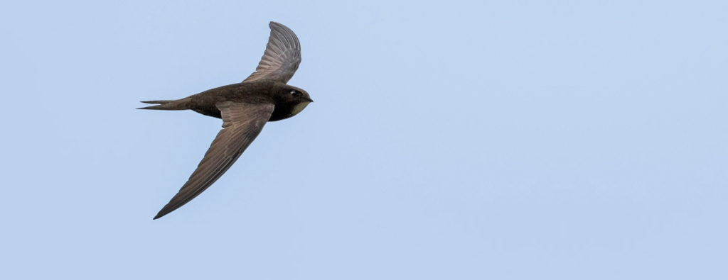 Common Swift (© Pete Hadfield)