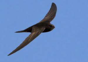 Common Swift (© Pete Hadfield)