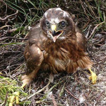 Introducing Grayse and Mannin, the satellite-tagged Manx Hen Harriers