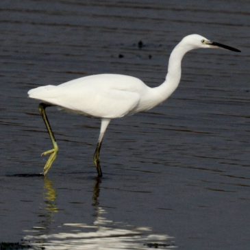 4,000th bird sighting reported for 2017!