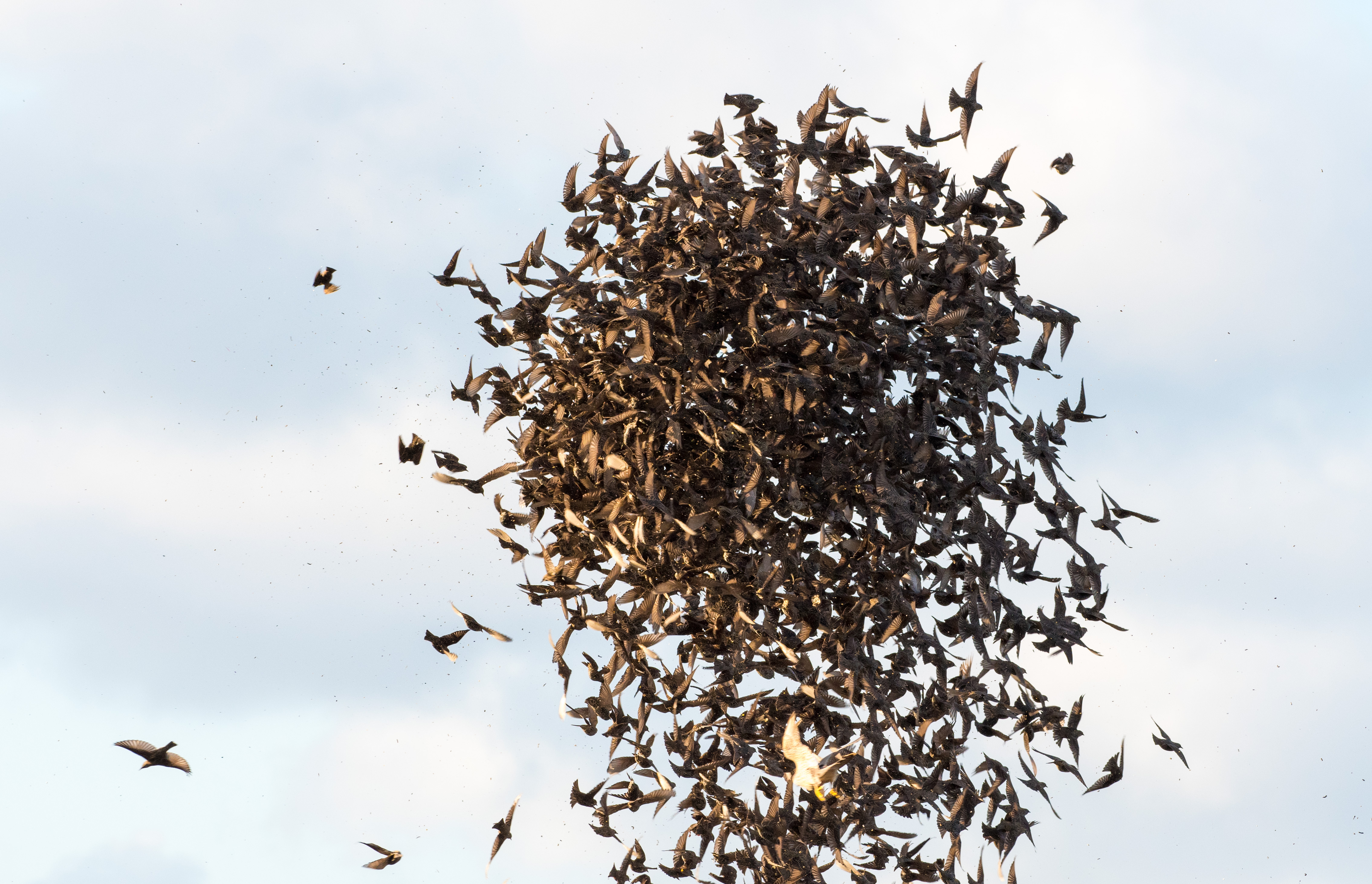 Starling flock and Peregrine (© Steve Johnstone)