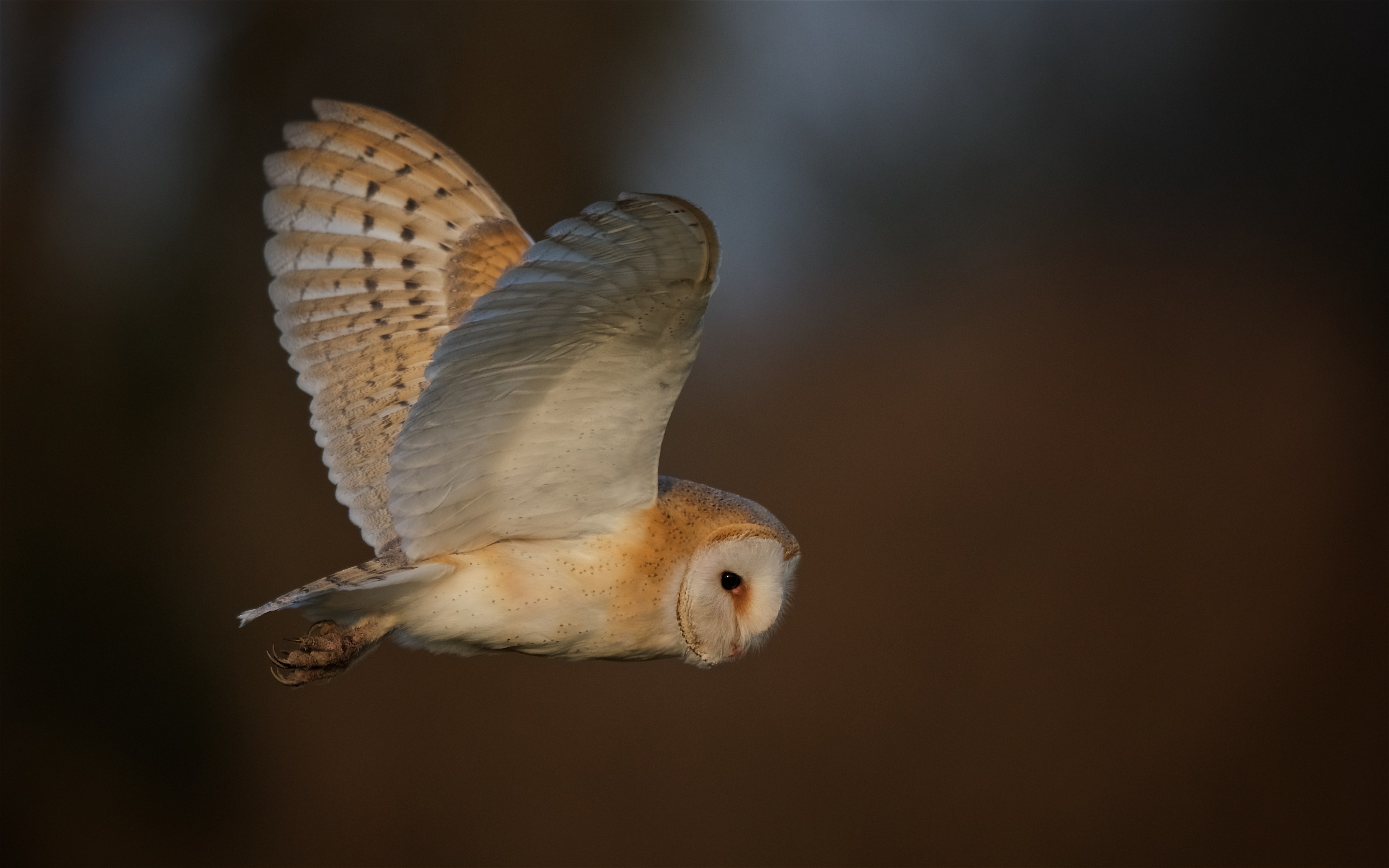 Barn Owl, Isle of Man (© Manx BirdLife)