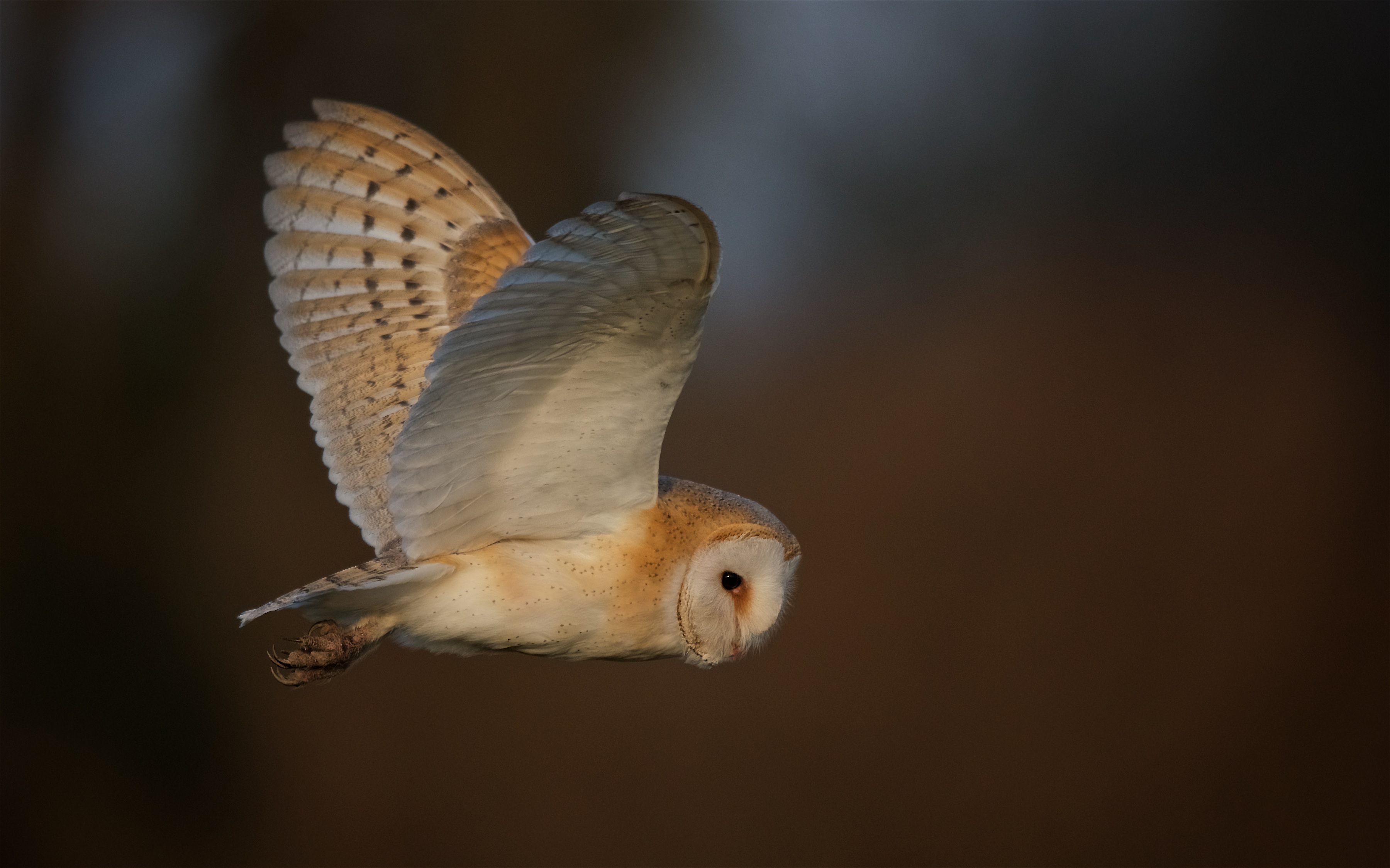 Isle Of Man Owl Cam Goes Live Manx Birdlife