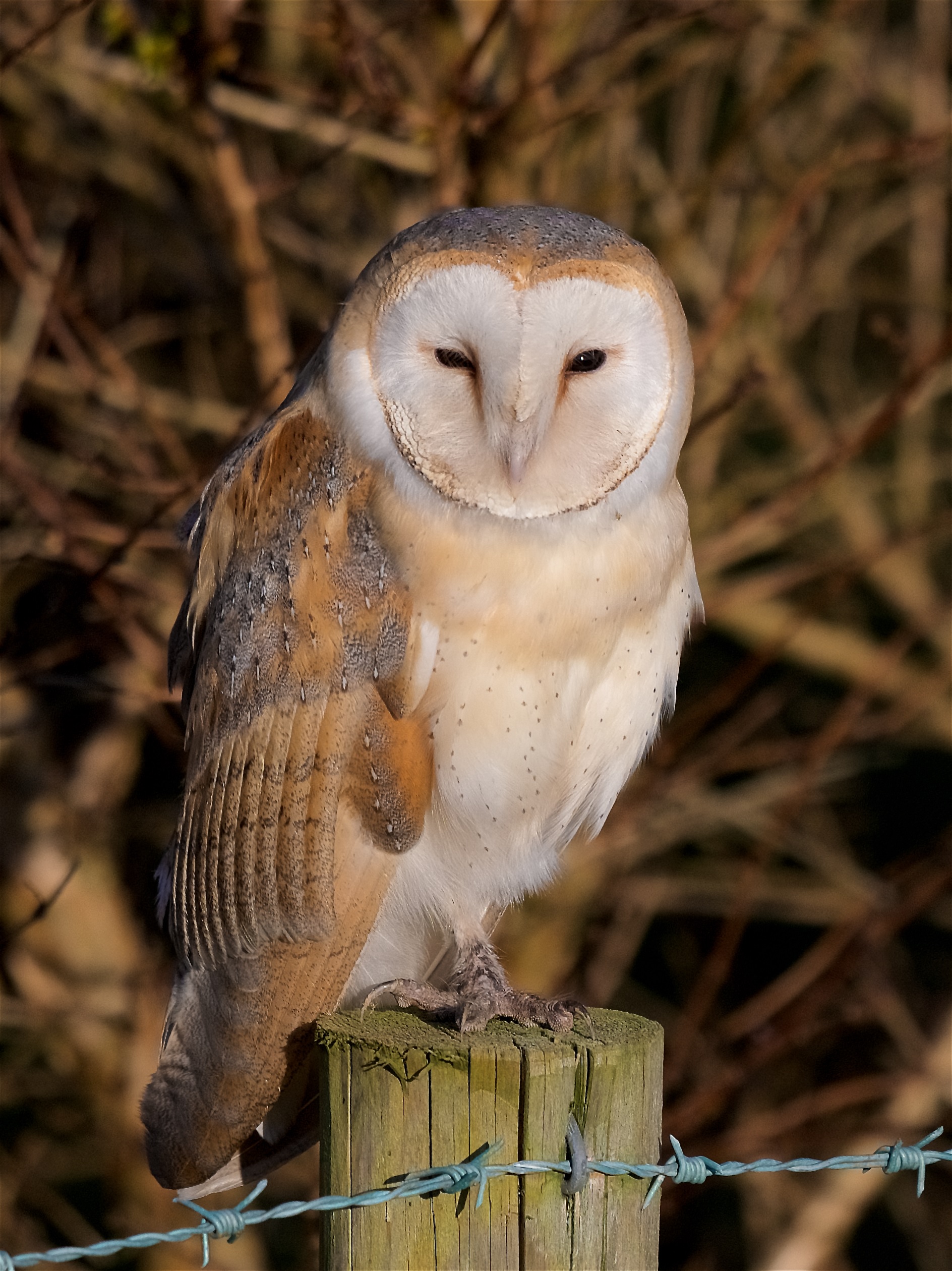 Isle Of Man Owl Cam Goes Live Manx Birdlife