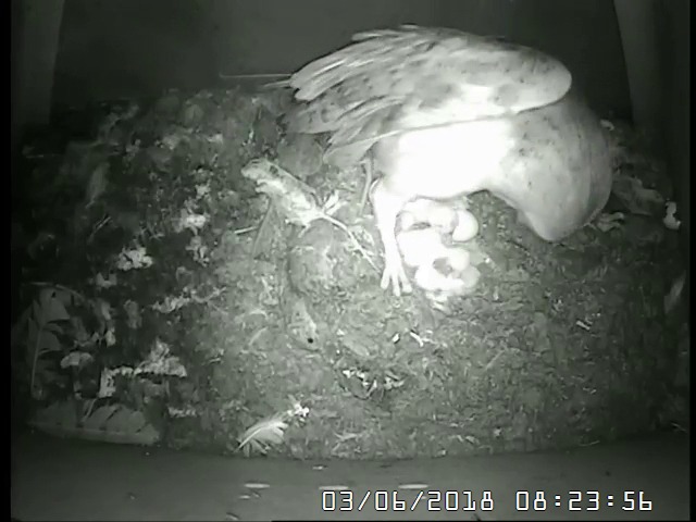 Third Barn Owl hatchling 03 June 2018