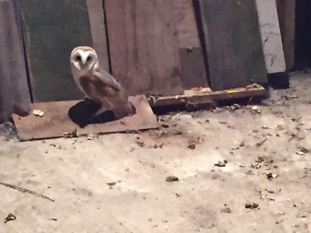 Barn Owl Live Feed Manx Birdlife