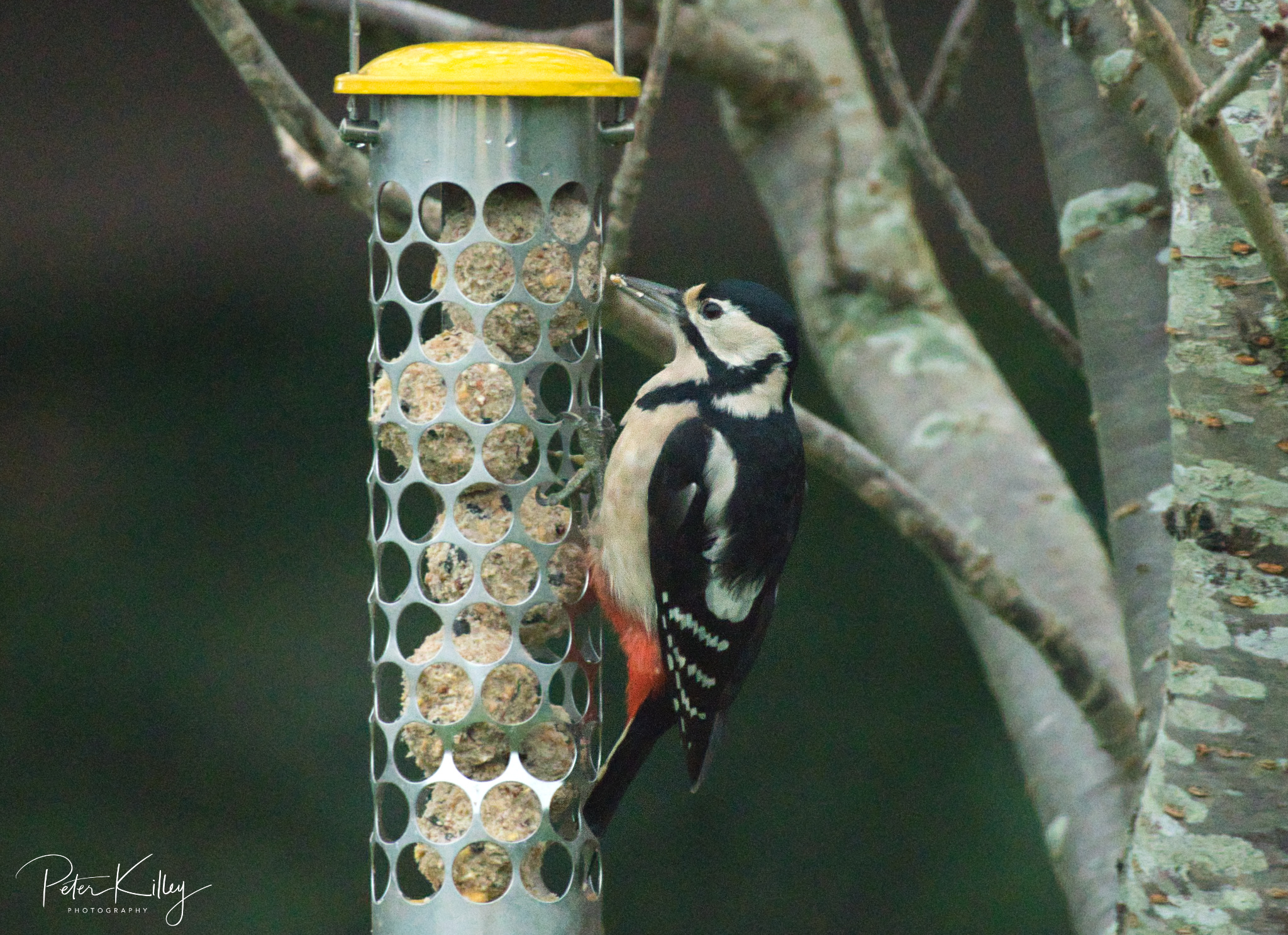 Great Spotted Woodpecker (Peter Killey)