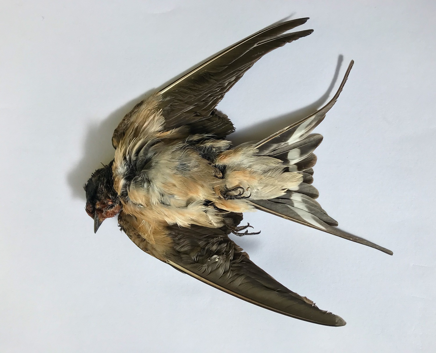 Barn Swallow. Isle of Man, 21 February 2019 (Neil G. Morris)
