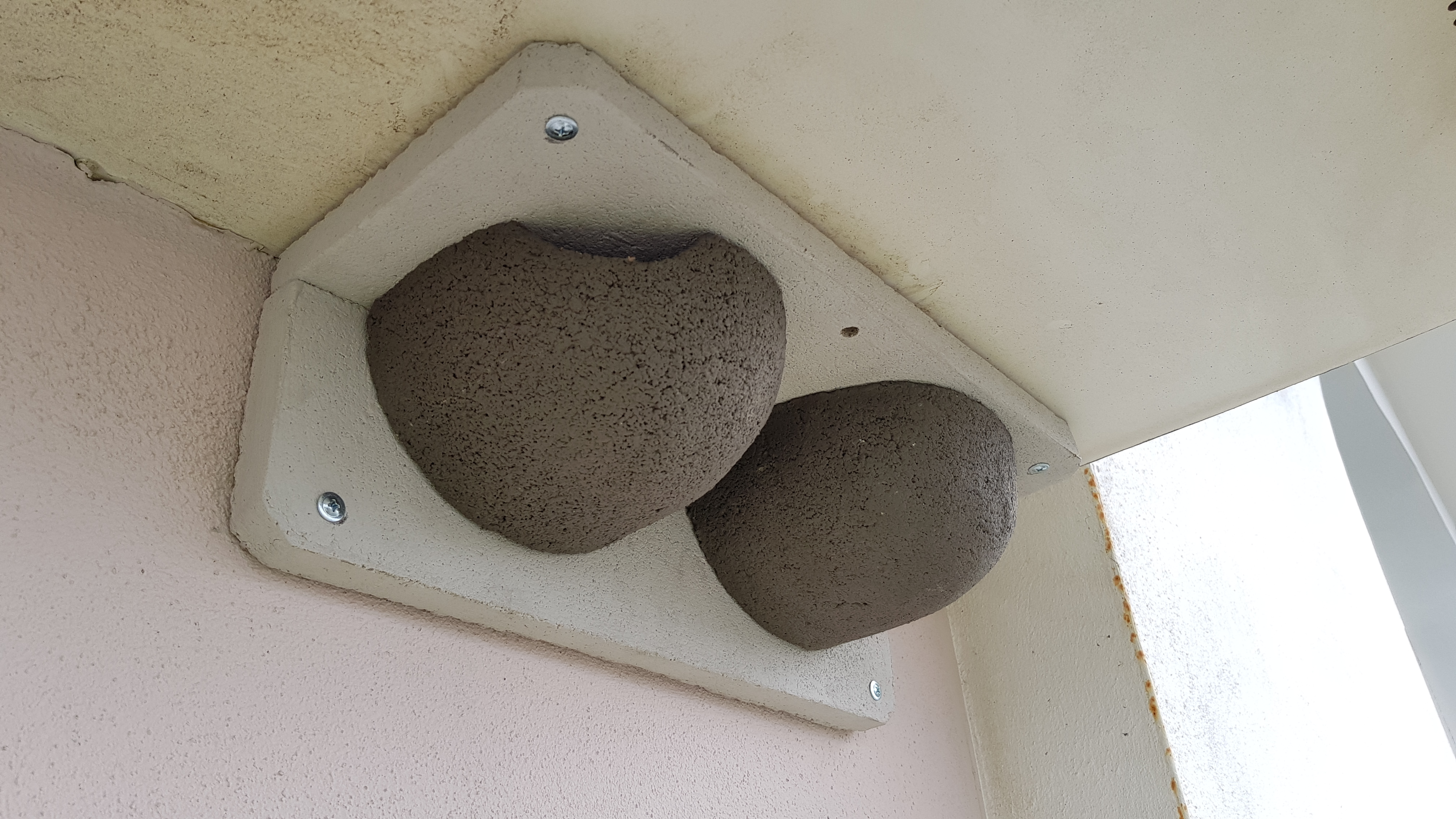 Installed House Martin nestboxes – a neat and effective boost for a declining species