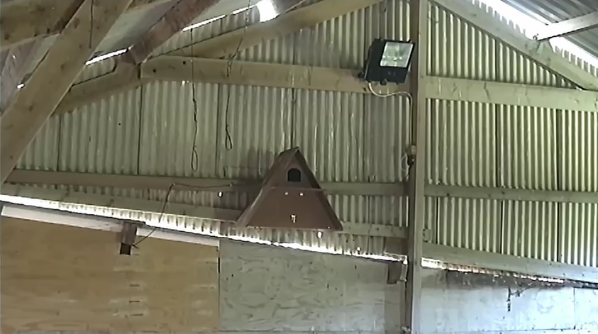 External Barn Owl webcam - new for 2019