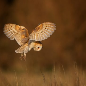 Three Barn Owl fledglings set for their maiden flights