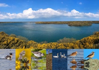 Evening presentation: Envisioning the Manx BirdLife Point of Ayre National Reserve
