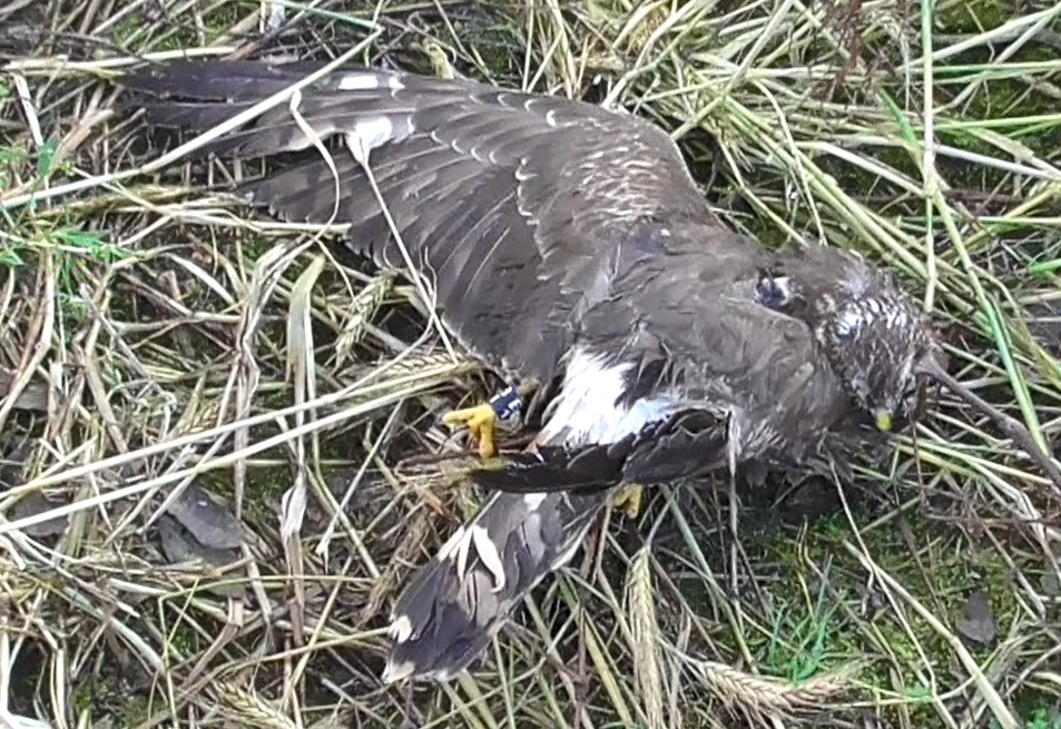 The corpse of Manx Hen Harrier, Mary corpse © RSPB