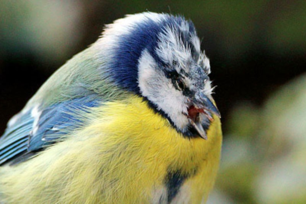 A Blue Tit showing classic symptoms of Suttonella ornithocola, with bill open and eyes closed (Otto Schäfer / NABU).