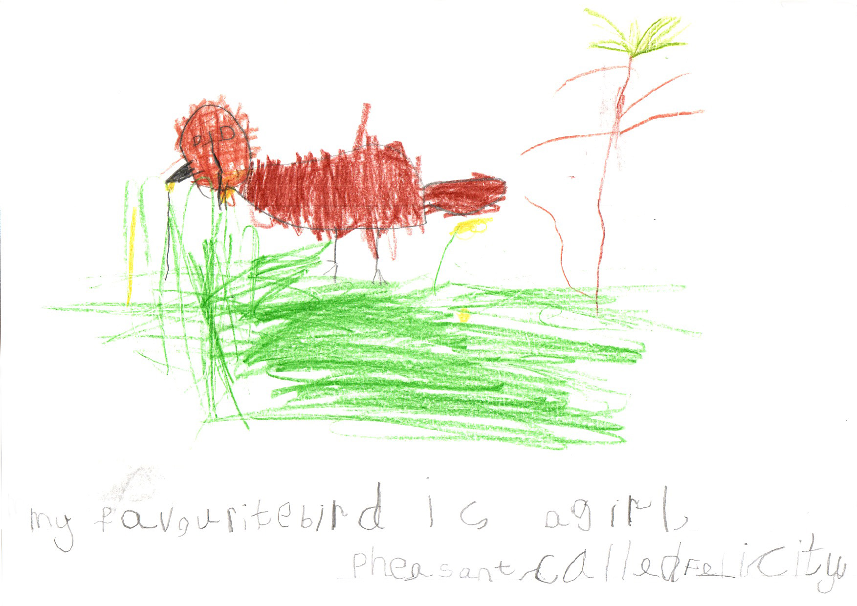 Above: "Felicity Pheasant" by Thomas Dubbeldam (Reception, Rushen Primary School)