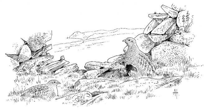 Grey Partridge by Alan Harris for the Manx Bird Atlas 2007