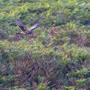Manx BirdLife to undertake Island-wide census of iconic bird of prey in 2022