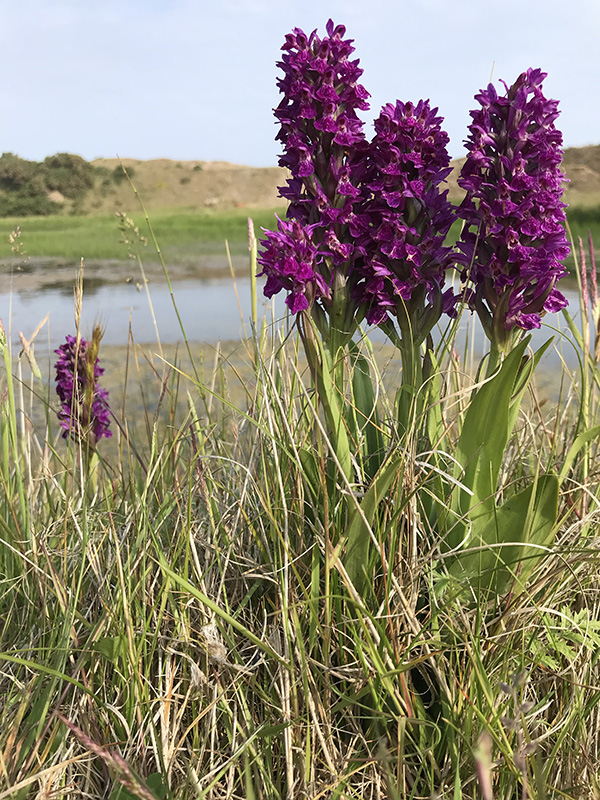 Northern Marsh orchids at The Manx BirdLife Point of Ayre National Reserve