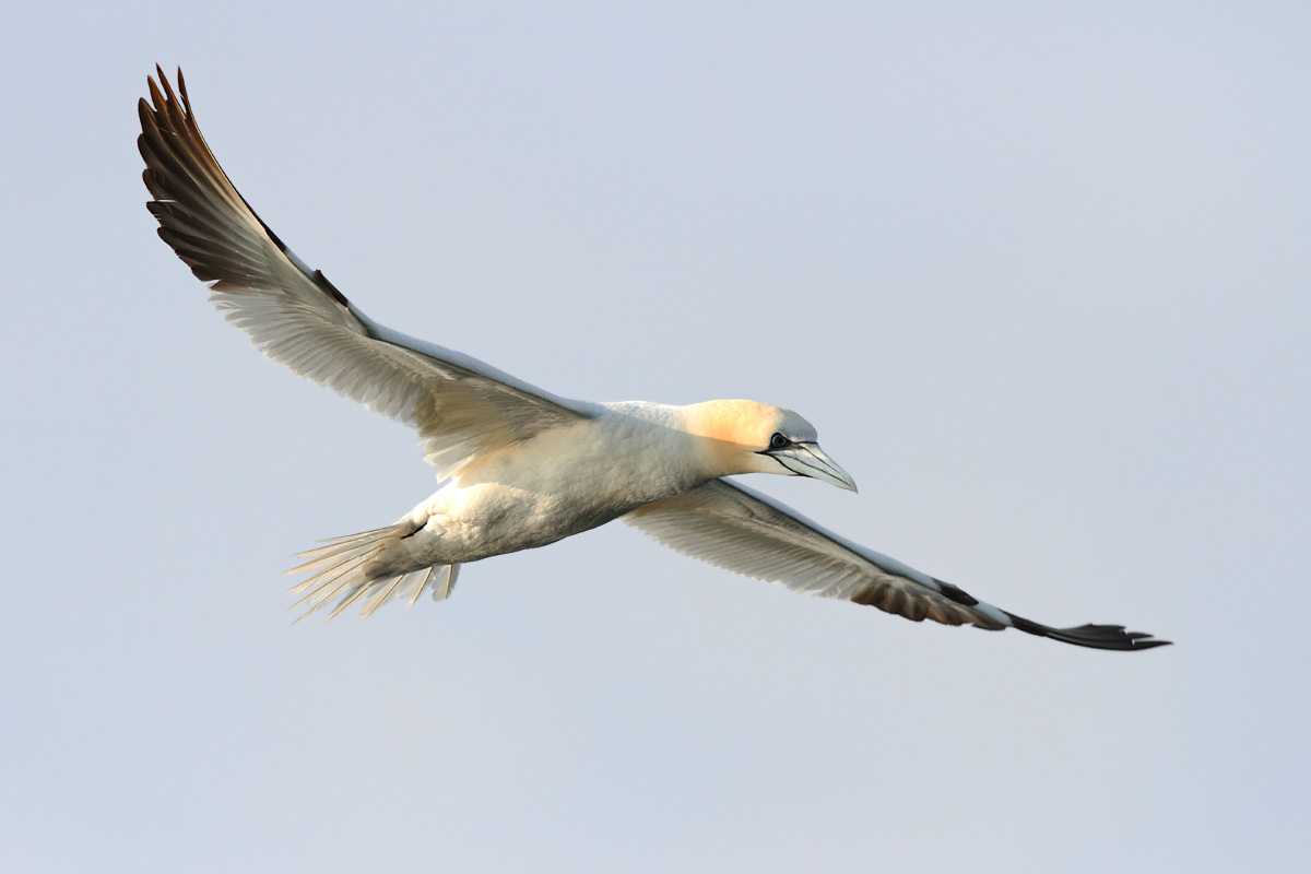 Gannet © Neil G Morris