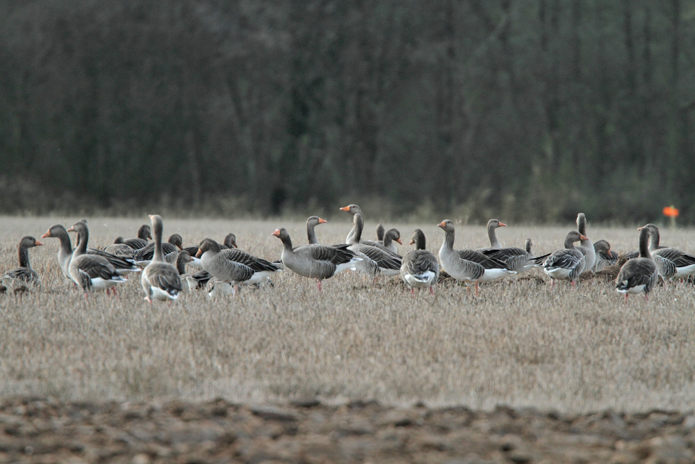 Greylag Geese, England 2011 © Neil G Morris