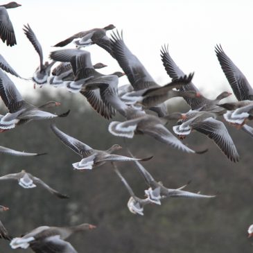 Manx BirdLife response to 'Concern grows over greylag geese numbers'