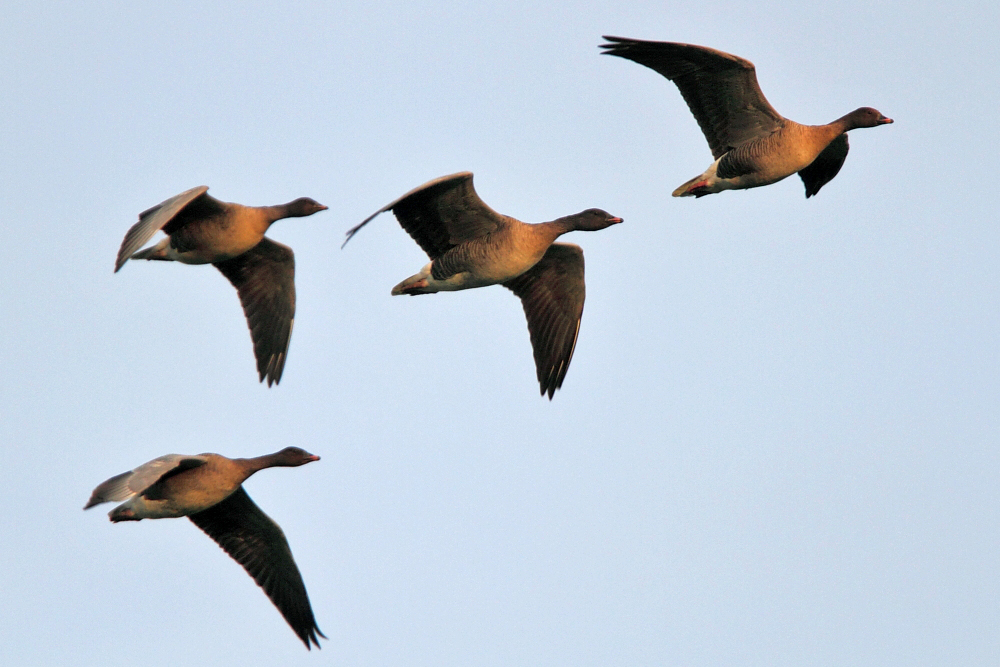 Pink-footed Geese, England 2011 © Neil G Morris