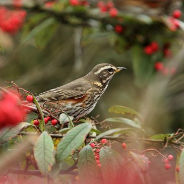 The Isle of Man Christmas Bird Race is back for 2023!